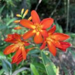 ヒメオウギズイセン