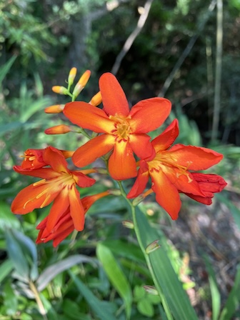 ヒメオウギズイセン