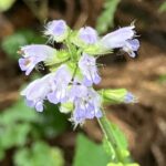 アキノタムラソウ