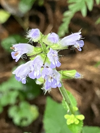 アキノタムラソウ