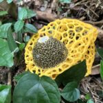 ウスキキヌガサタケ