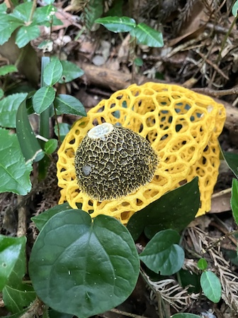 ウスキキヌガサタケ