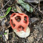 アカカゴタケ　アンドンタケ