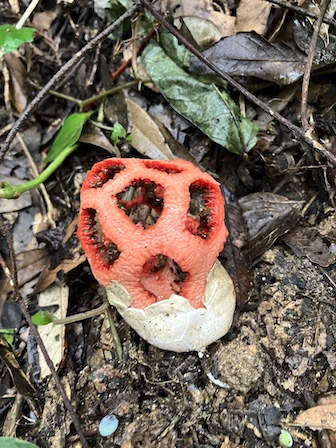 アカカゴタケ　アンドンタケ