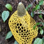 ウスキキヌガサタケ