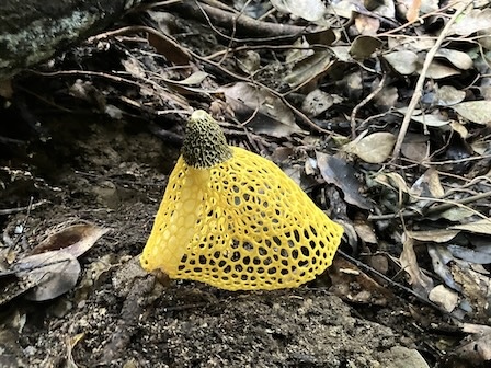 ウスキキヌガサタケ