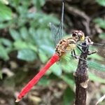赤とんぼ
