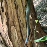 アオダイショウ