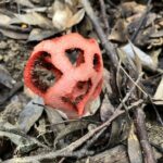 アンドンタケ
アカカゴタケ