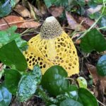 ウスキキヌガサタケ