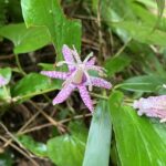 ヤマジノホトトギス