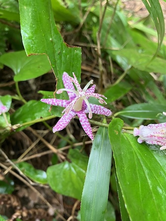 ヤマジノホトトギス