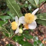 お茶の花