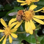 トラマルハナバチ