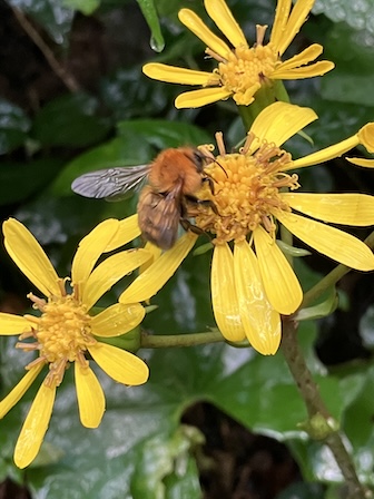 トラマルハナバチ