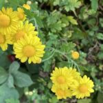 アワコガネギク