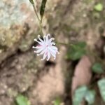 キッコウハグマ