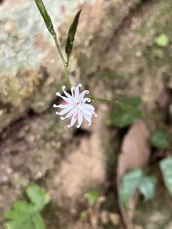 キッコウハグマ