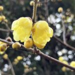 ロウバイ　蝋梅