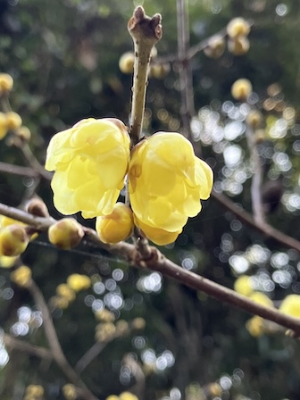 ロウバイ　蝋梅