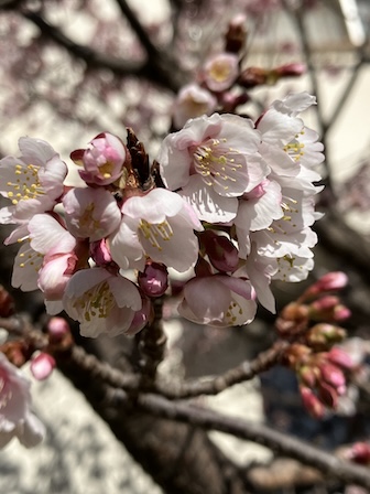 河津桜