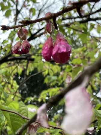 寒緋桜