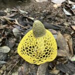 ウスキキヌガサタケ