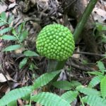 ムサシアブミ