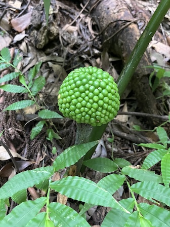 ムサシアブミ