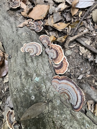 ウチワタケ